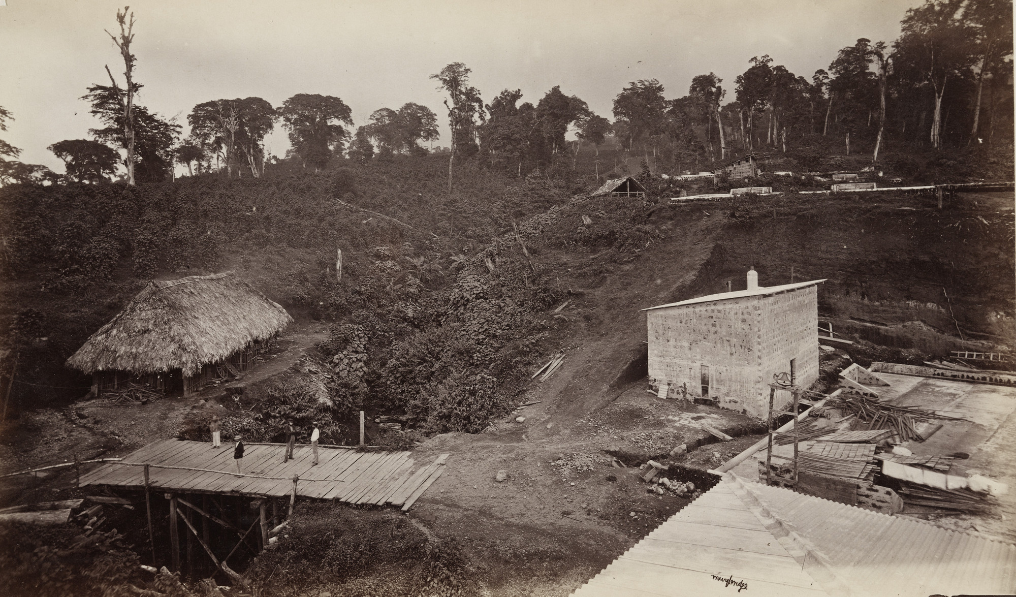 Eadweard J. Muybridge. Coffee Plantation, Las Nubes