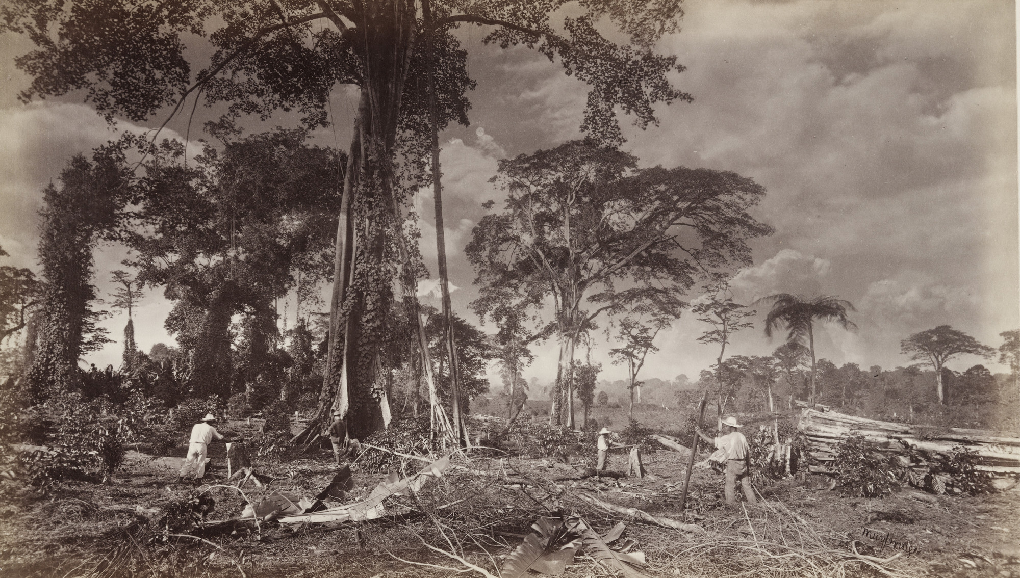Eadweard J. Muybridge. Clearing Ground for a Coffee Plantation, Las Nubes. 1875