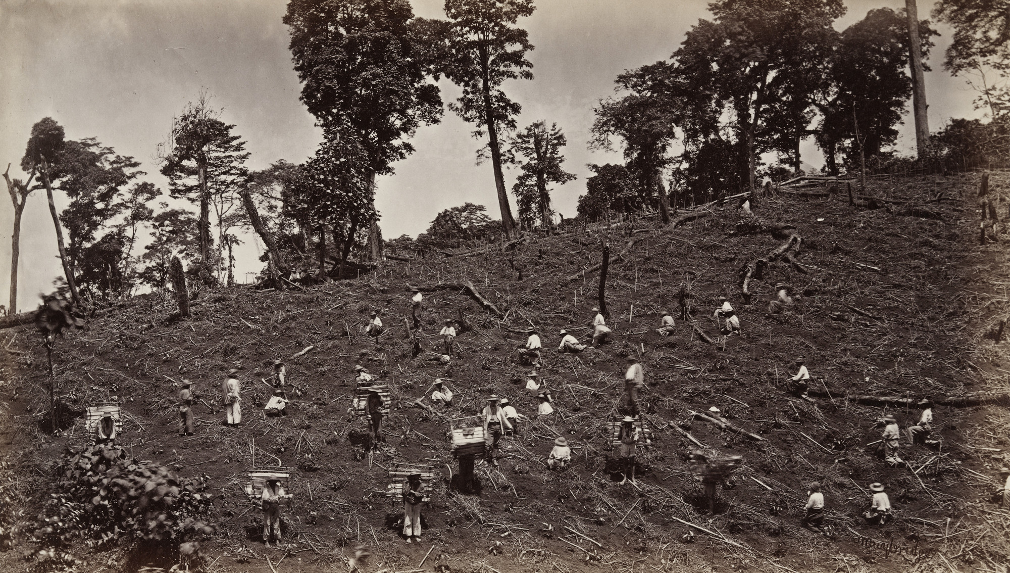 Eadweard J. Muybridge. Planting Coffee Seed at Las Nubes