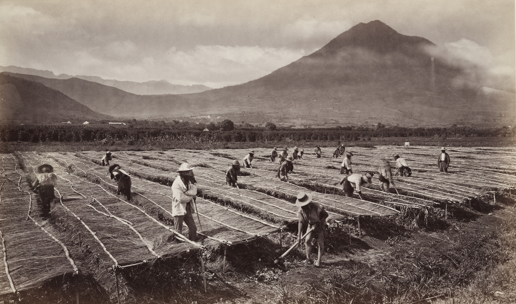 Eadweard J. Muybridge. Weeding, and Protecting the Young Coffee Plant from the Sun, Antigua