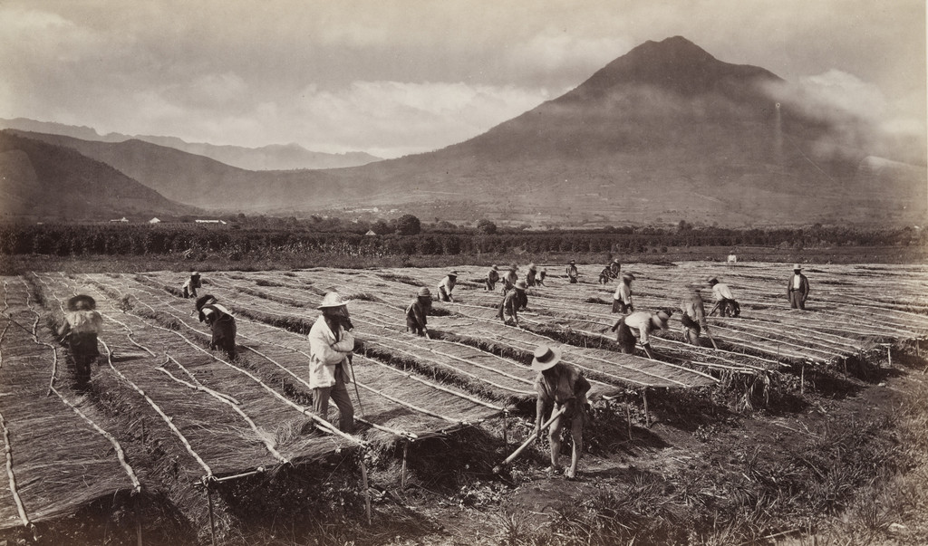 Weeding, and Protecting the Young Coffee Plant from the Sun, Antigua