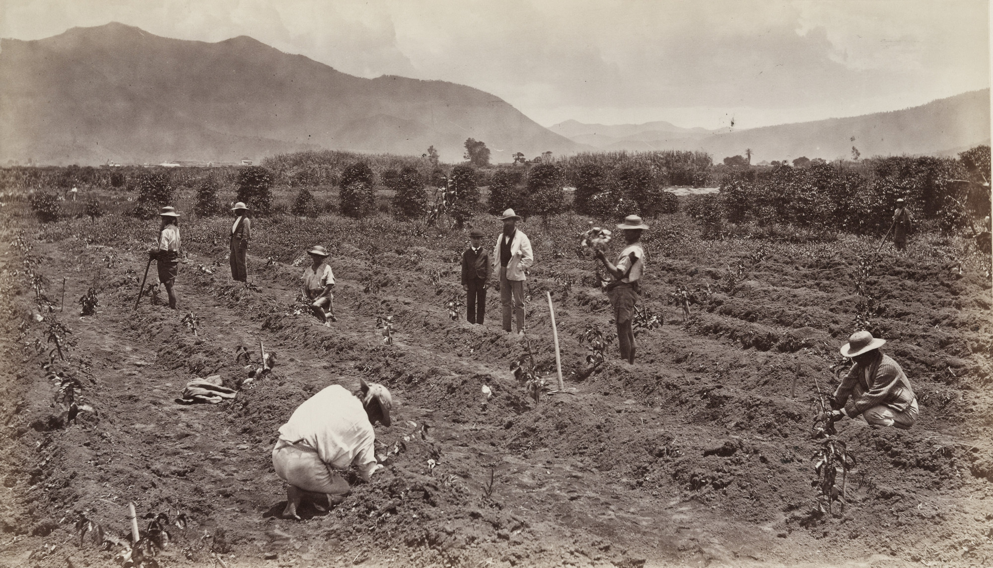 Eadweard J. Muybridge. Transplanting the Young Coffee Tree, Antigua