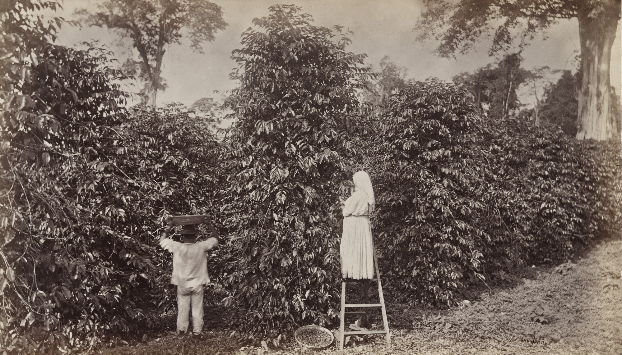 Eadweard J. Muybridge. A Full Grown Coffee Tree (Its Berries), Las Nubes