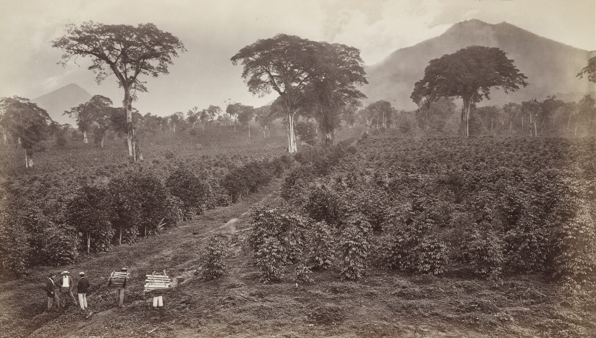 Eadweard J. Muybridge. Coffee Plantation of Wm. Nelson, Las Nubes