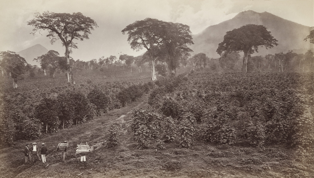 Coffee Plantation of Wm. Nelson, Las Nubes