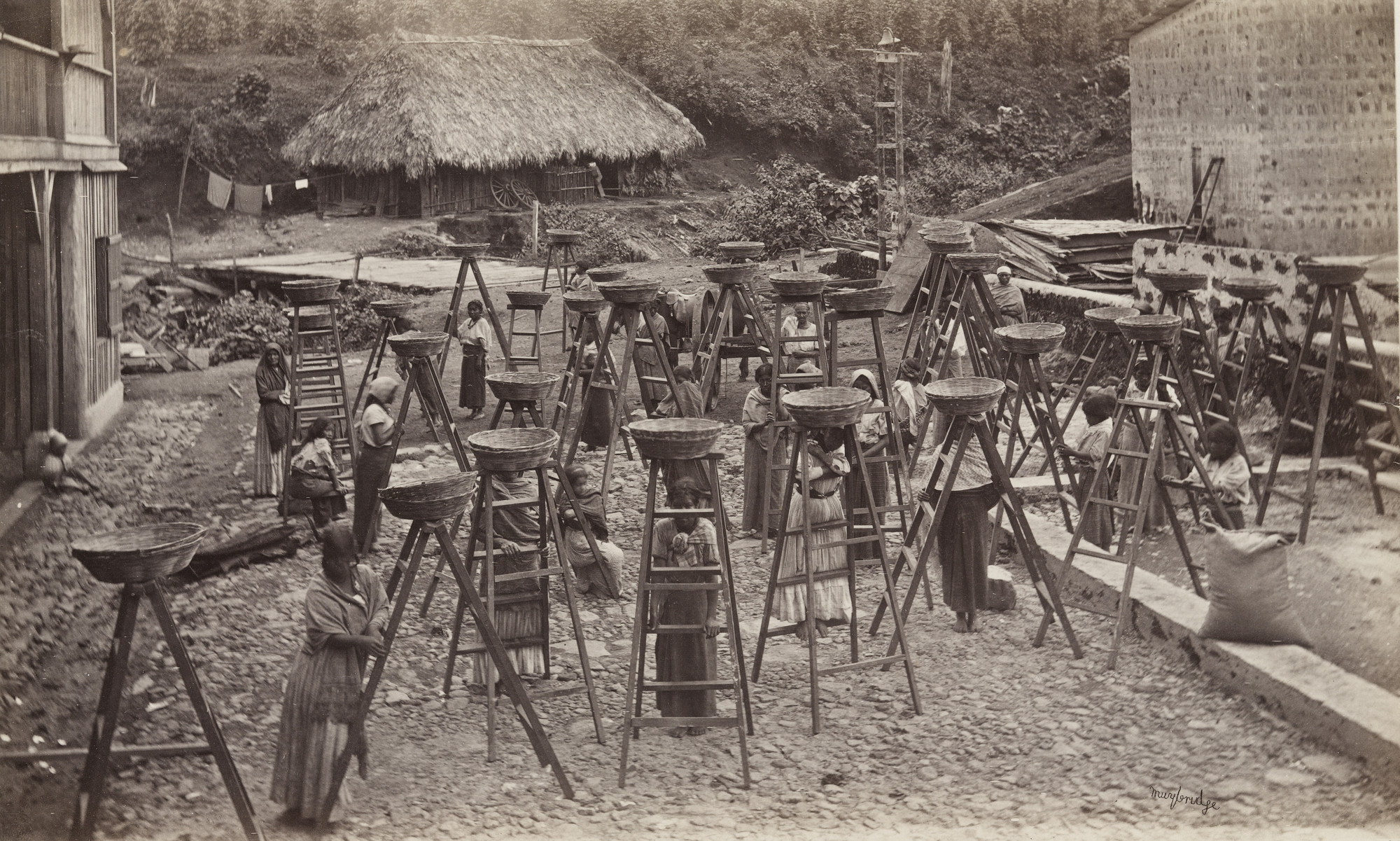 Eadweard J. Muybridge. Commencement of the Coffee Harvest, Las Nubes