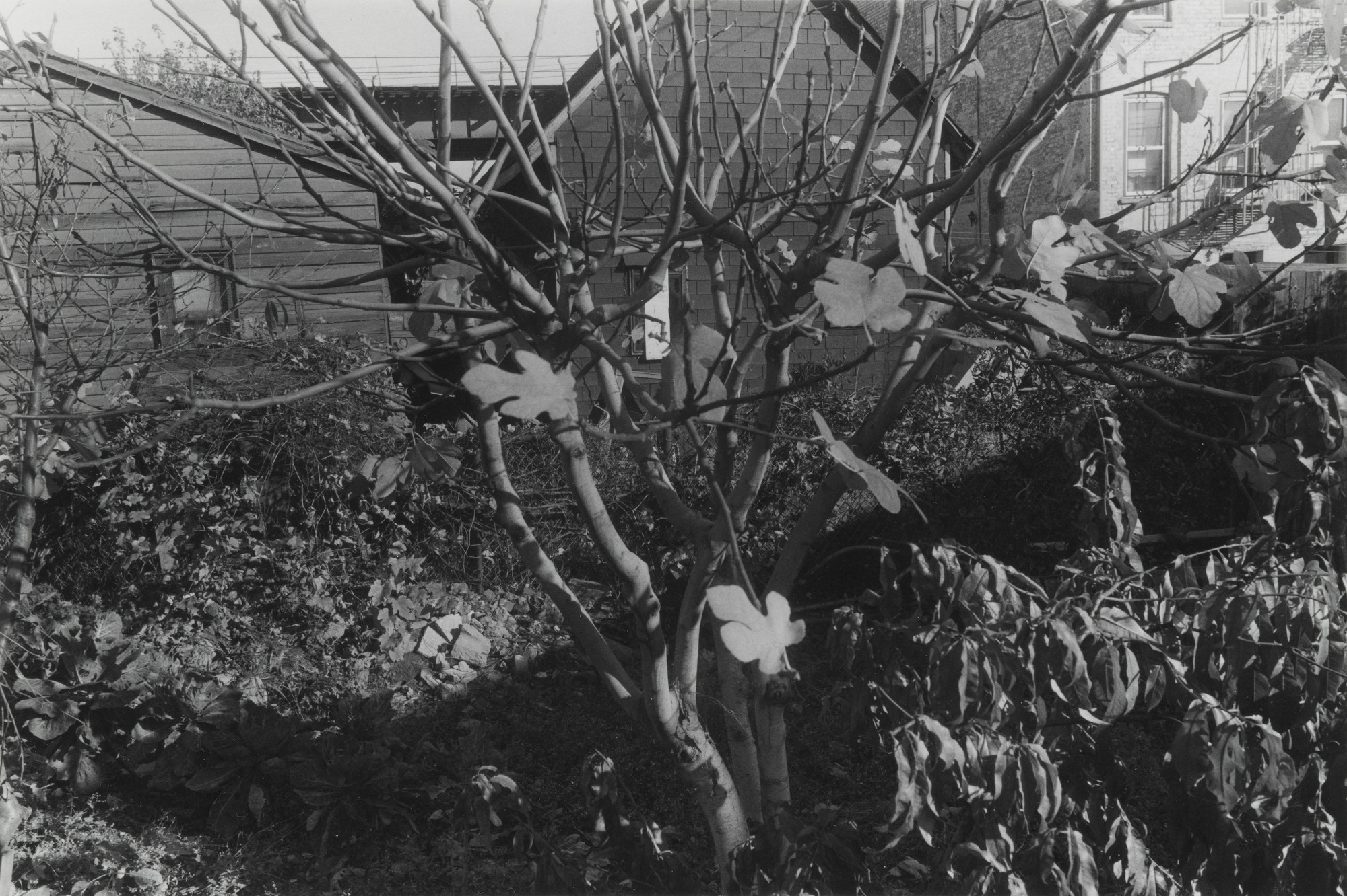 Thomas Roma. Untitled