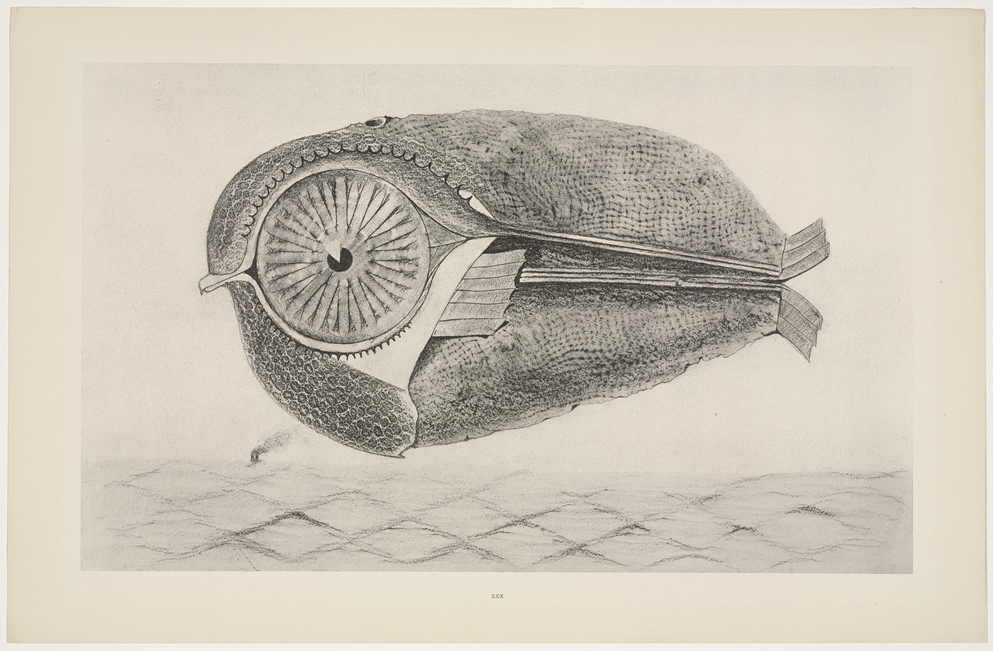 A grayscale drawing of a large fish with intricate patterns and a prominent circular eye. The fish floats above a wavy, textured surface. This is an AI generated description. To give feedback, email ai@moma.org.
