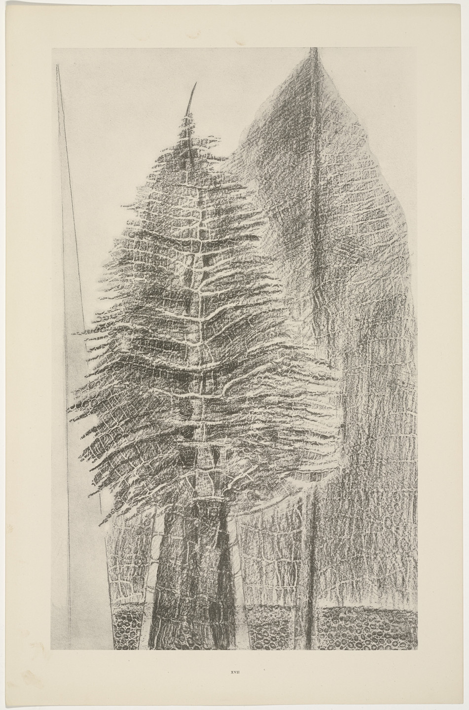Max Ernst. The Fascinating Cypress (Le Fascinant cyprès) from Natural History (Histoire naturelle). c. 1925, published 1926