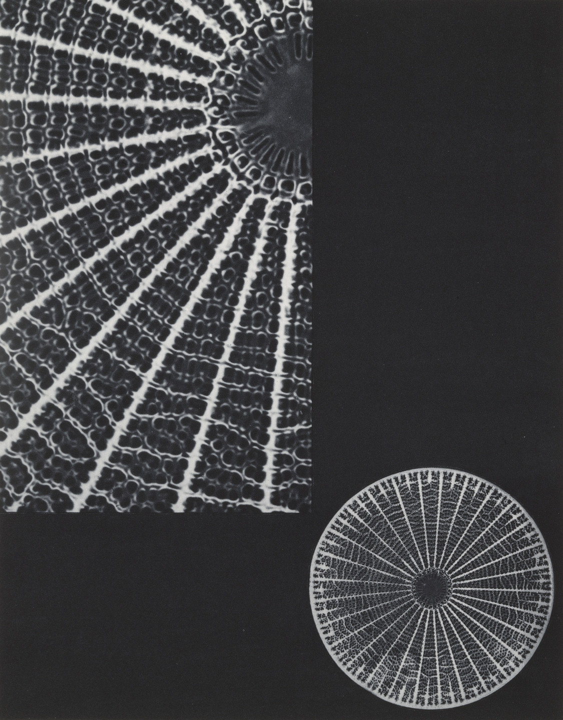 Laure Albin-Guillot. Diatomic Molecule. 1931