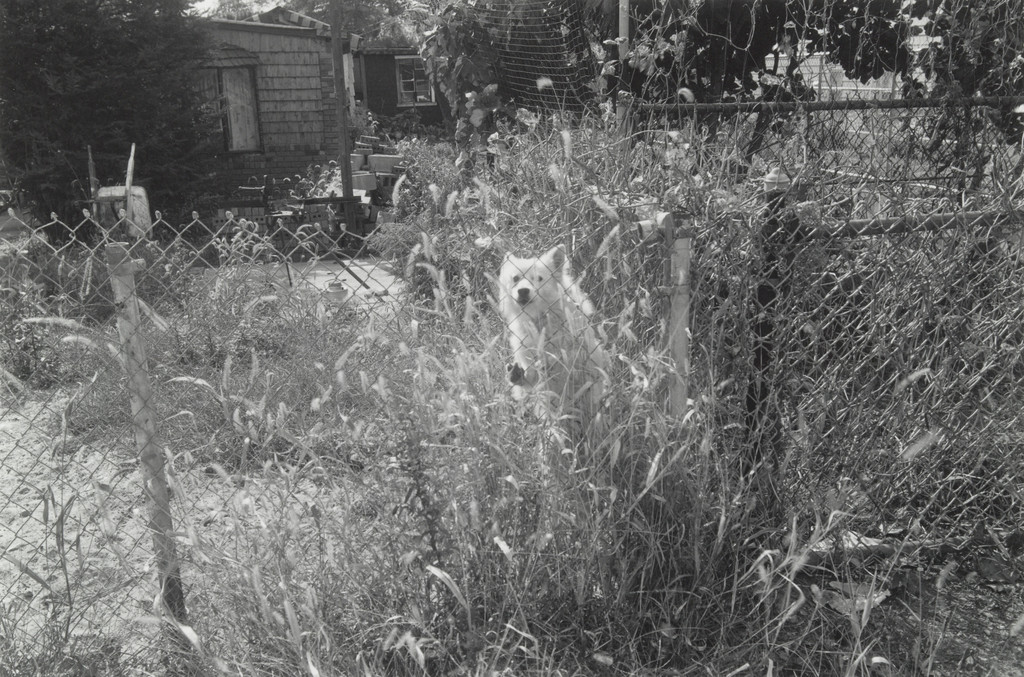 Grace, Graves End, Brooklyn, Thomas Roma, 1981