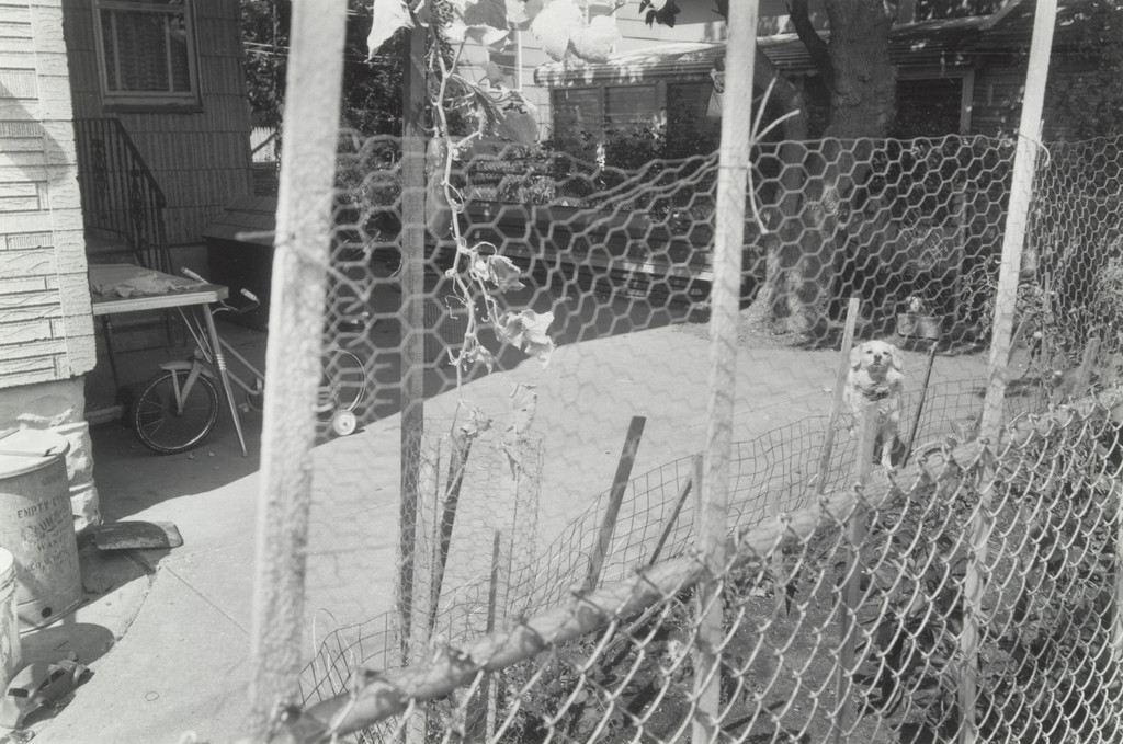 Belle, Gerrittsen Beach, Brooklyn