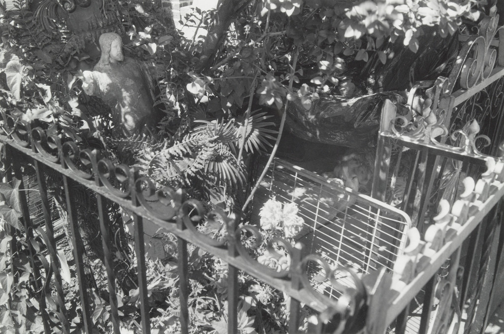 Franca, Bensonhurst, Brooklyn