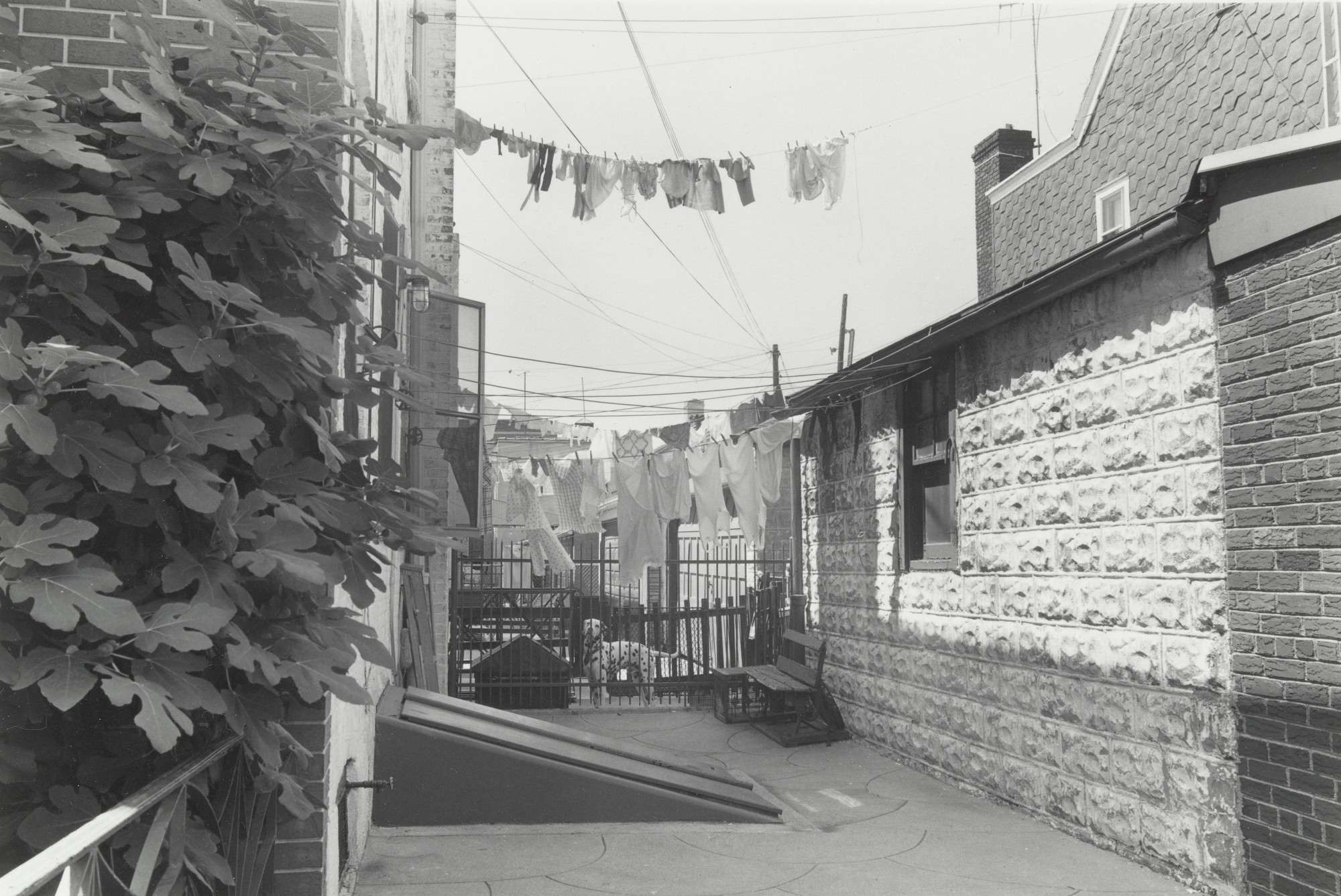 Thomas Roma. Gus, Bay Ridge, Brooklyn. 1974