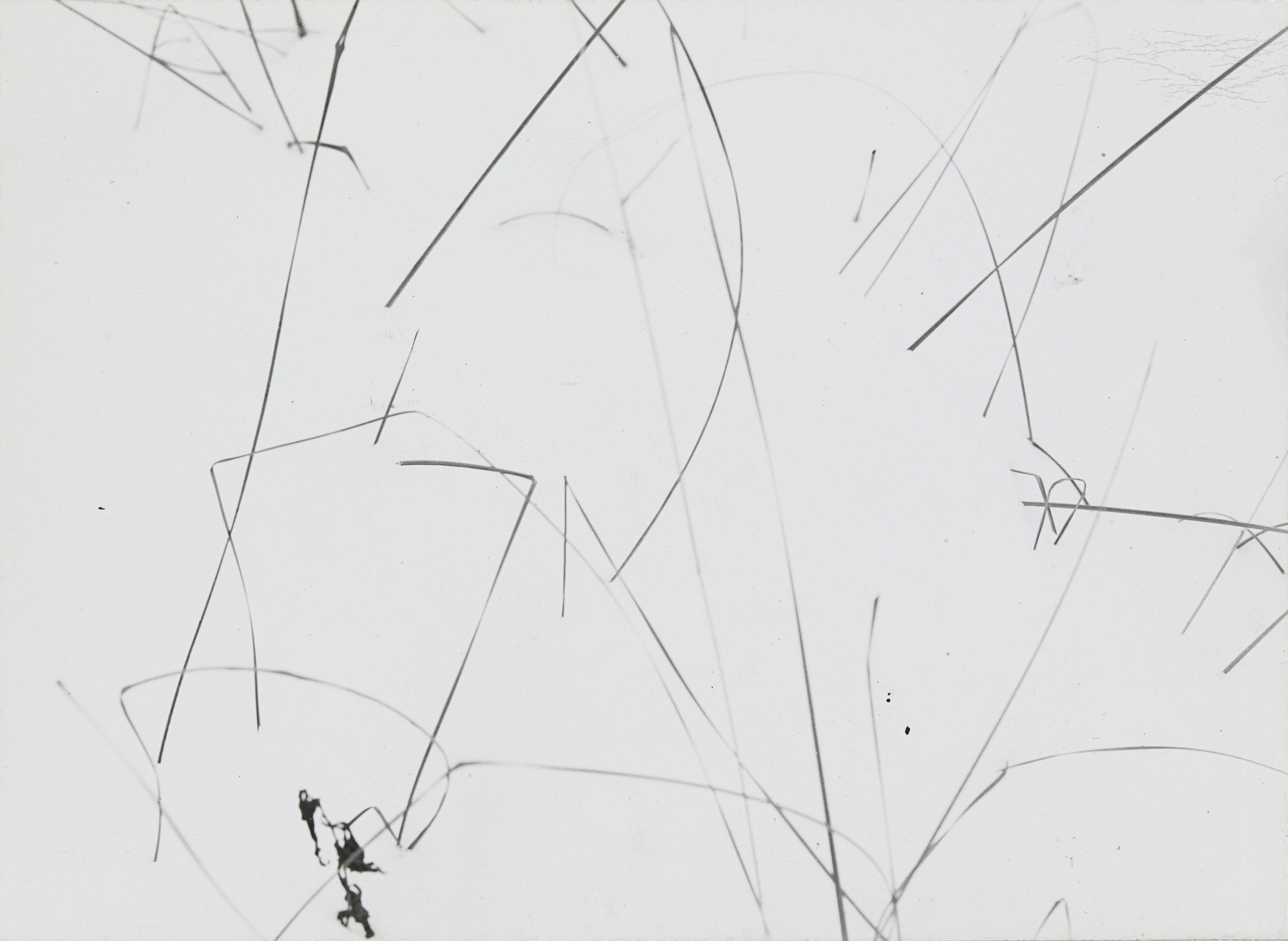 Harry Callahan. Grasses in Snow, Detroit