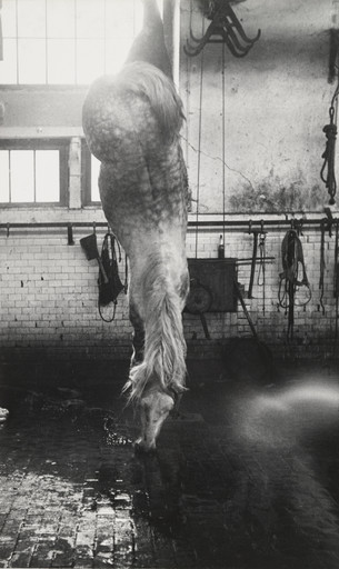Robert Frank. Dead Horse, Angers. 1949