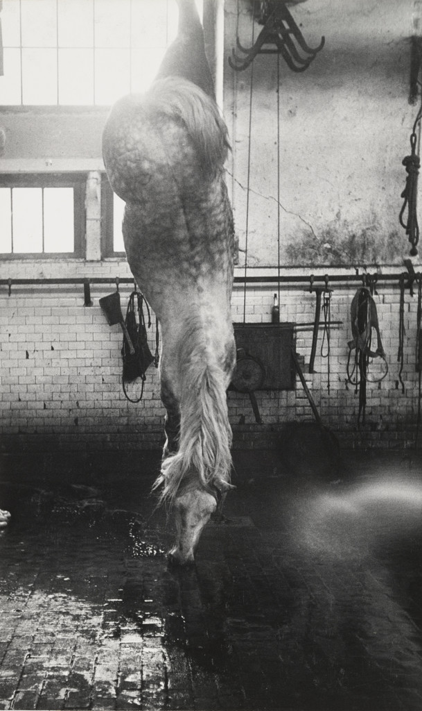Dead Horse, Angers