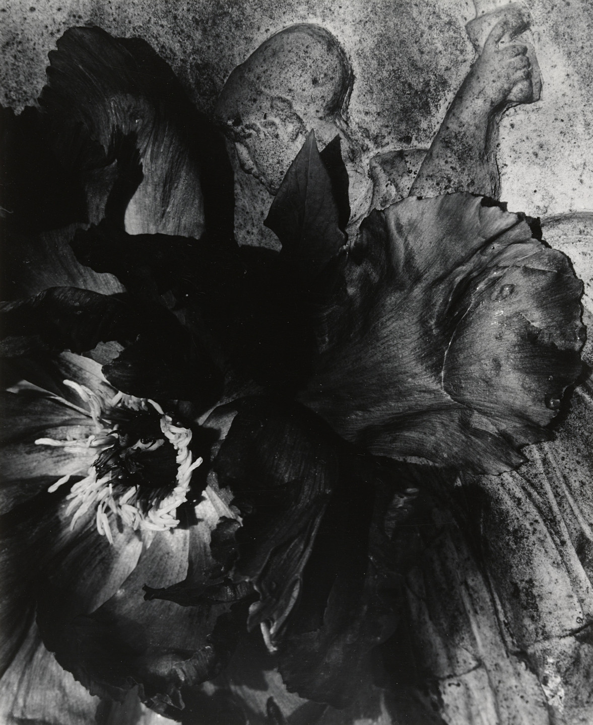 Walter Chappell. Tree Peony Blossom near an Old Urn. 1959