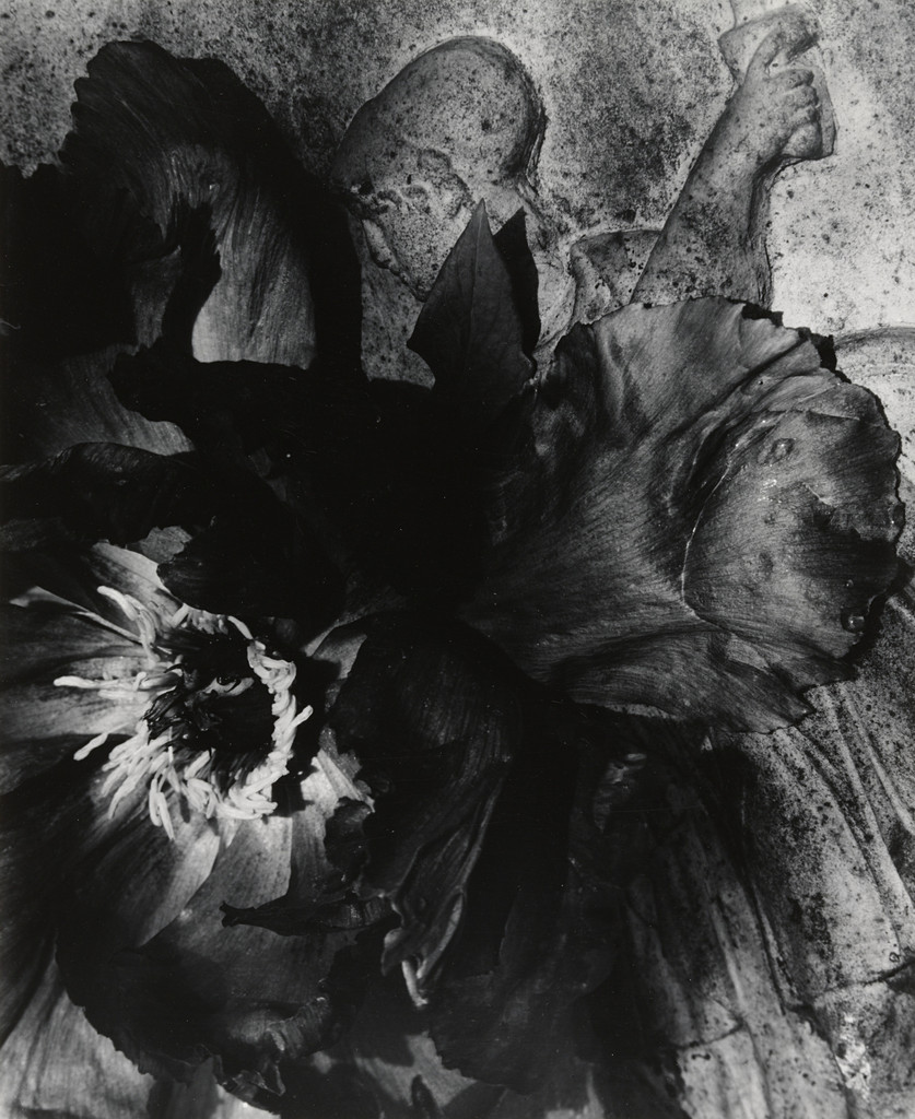 Tree Peony Blossom near an Old Urn