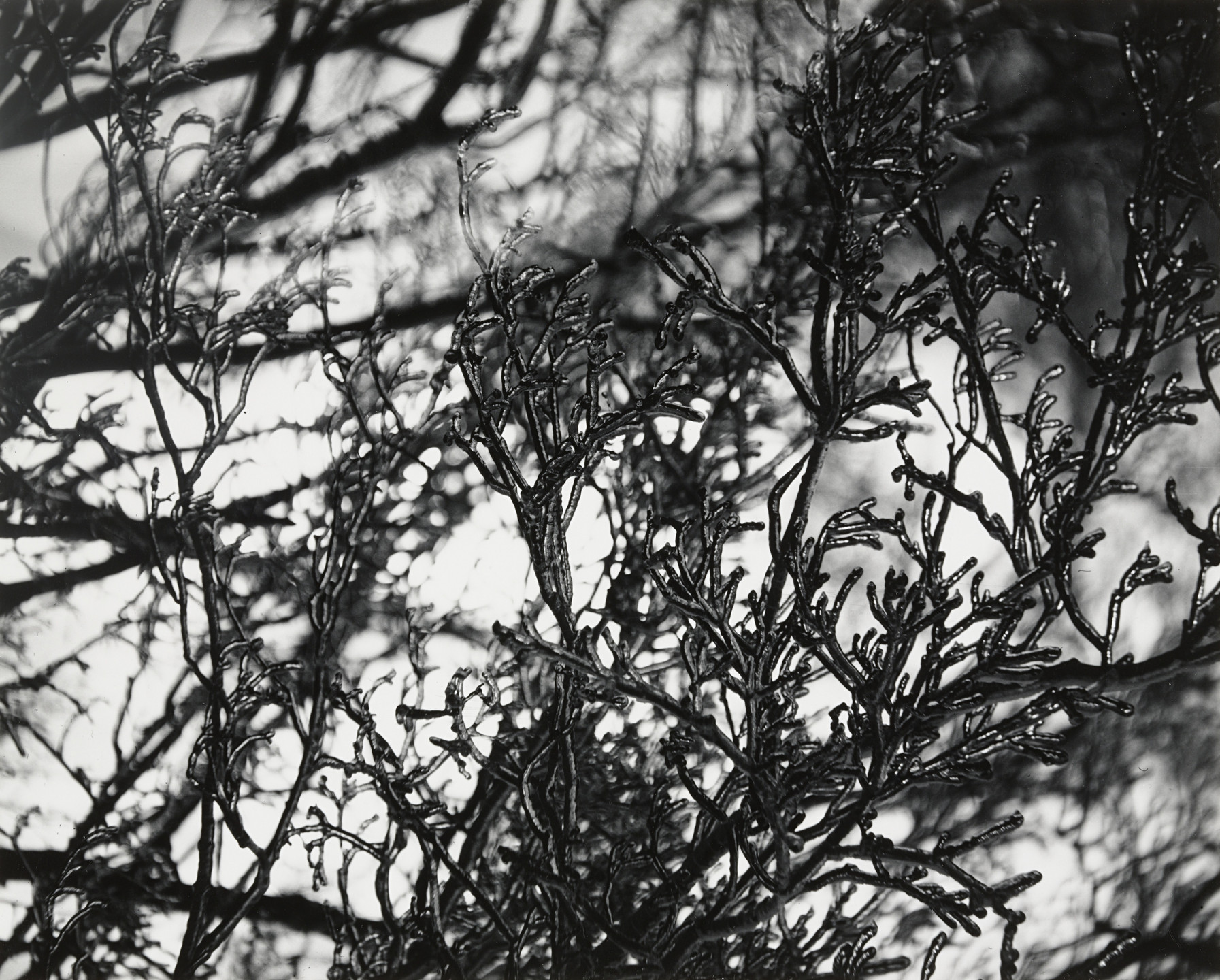 Walter Chappell. Untitled. 1960