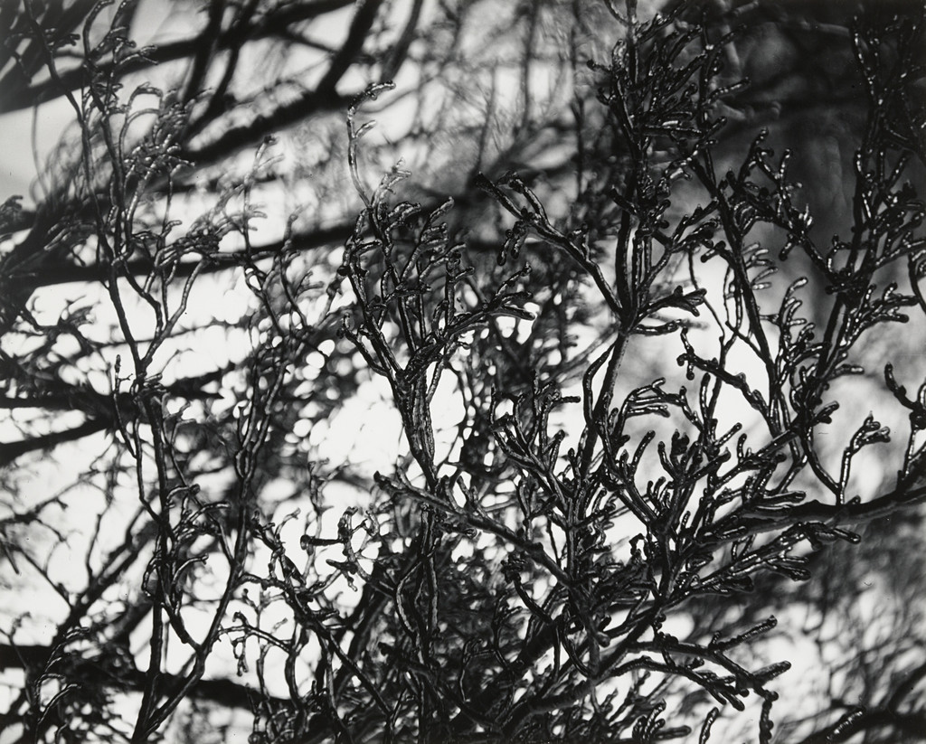 Untitled, Walter Chappell, 1960