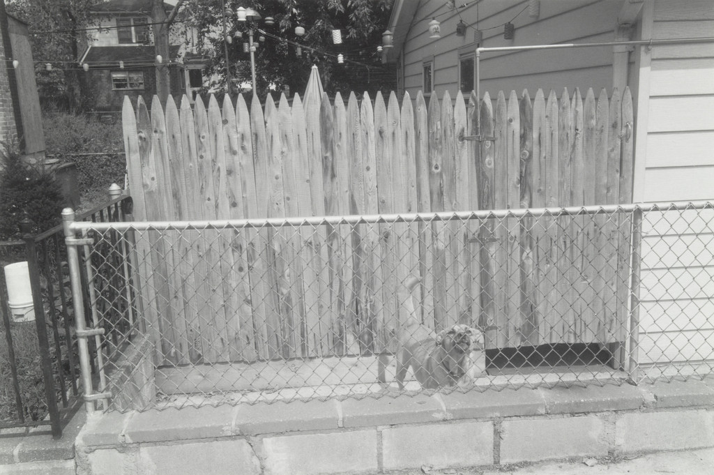 Duke, Gerrittson Beach, Brooklyn