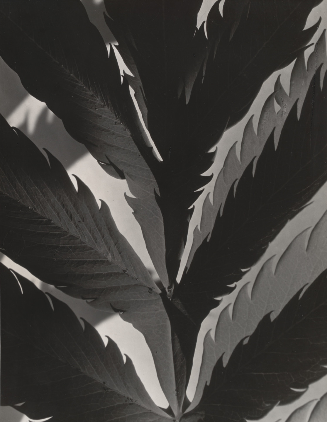Imogen Cunningham. Leaf Pattern. before 1929
