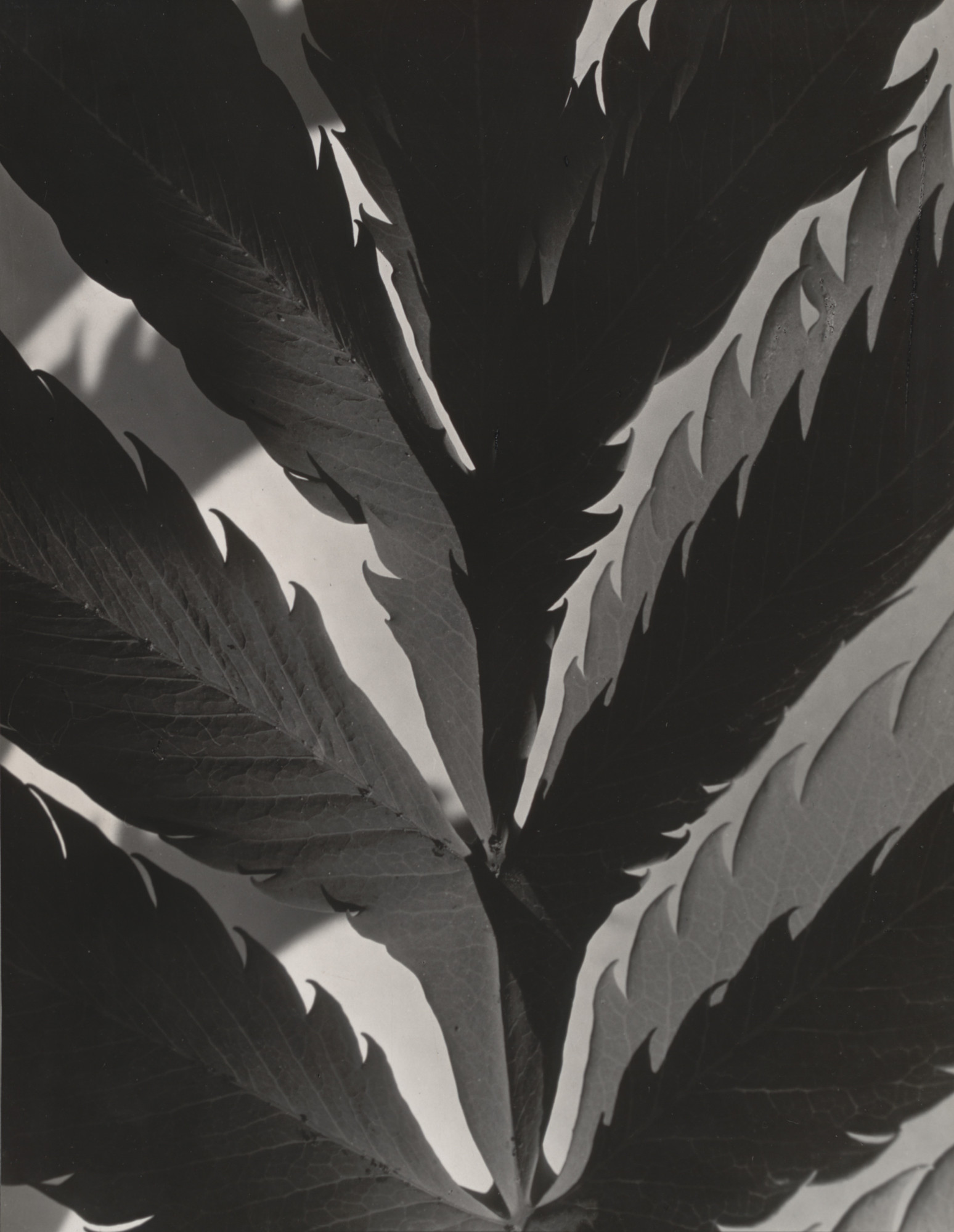Imogen Cunningham. Leaf Pattern. before 1929 | MoMA