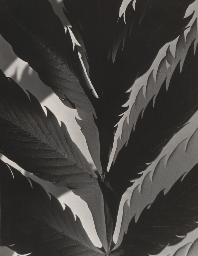 Leaf Pattern, Imogen Cunningham, before 1929