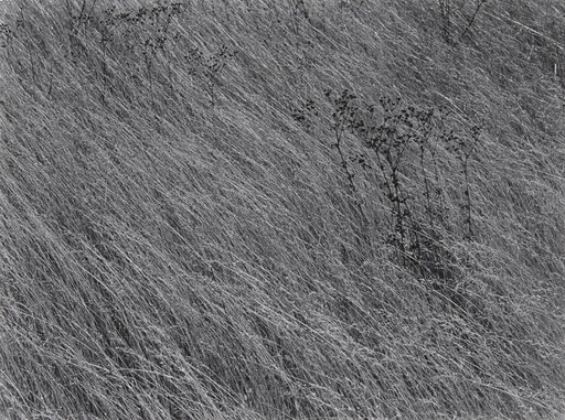 Harry Callahan. Untitled. 1941 | MoMA