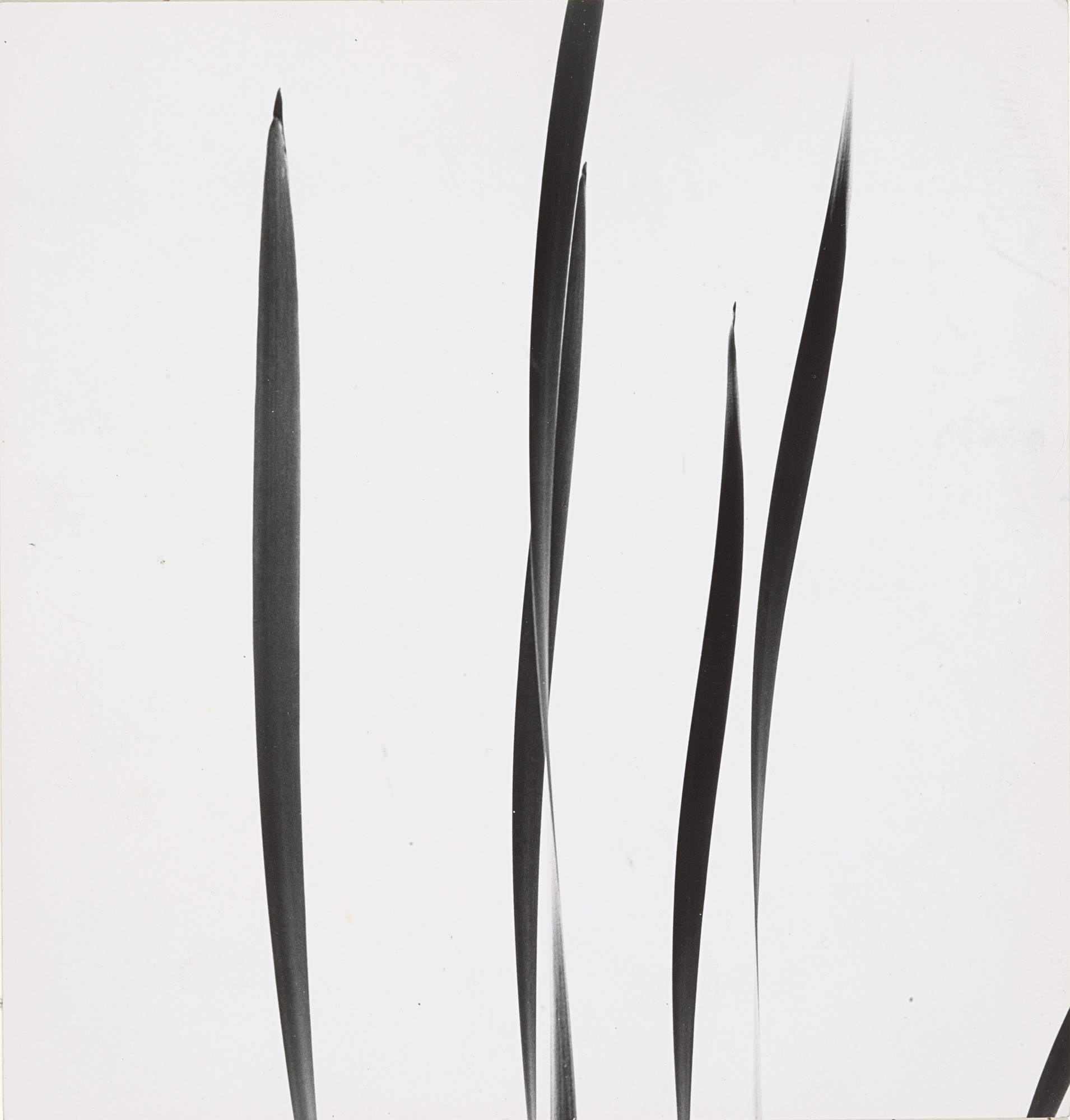 Harry Callahan. Cattails against Sky