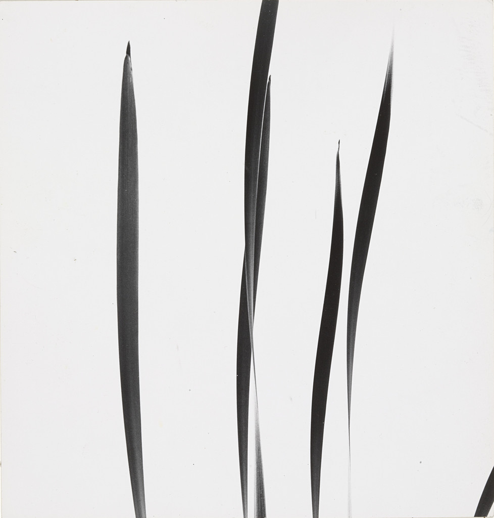 Cattails against Sky