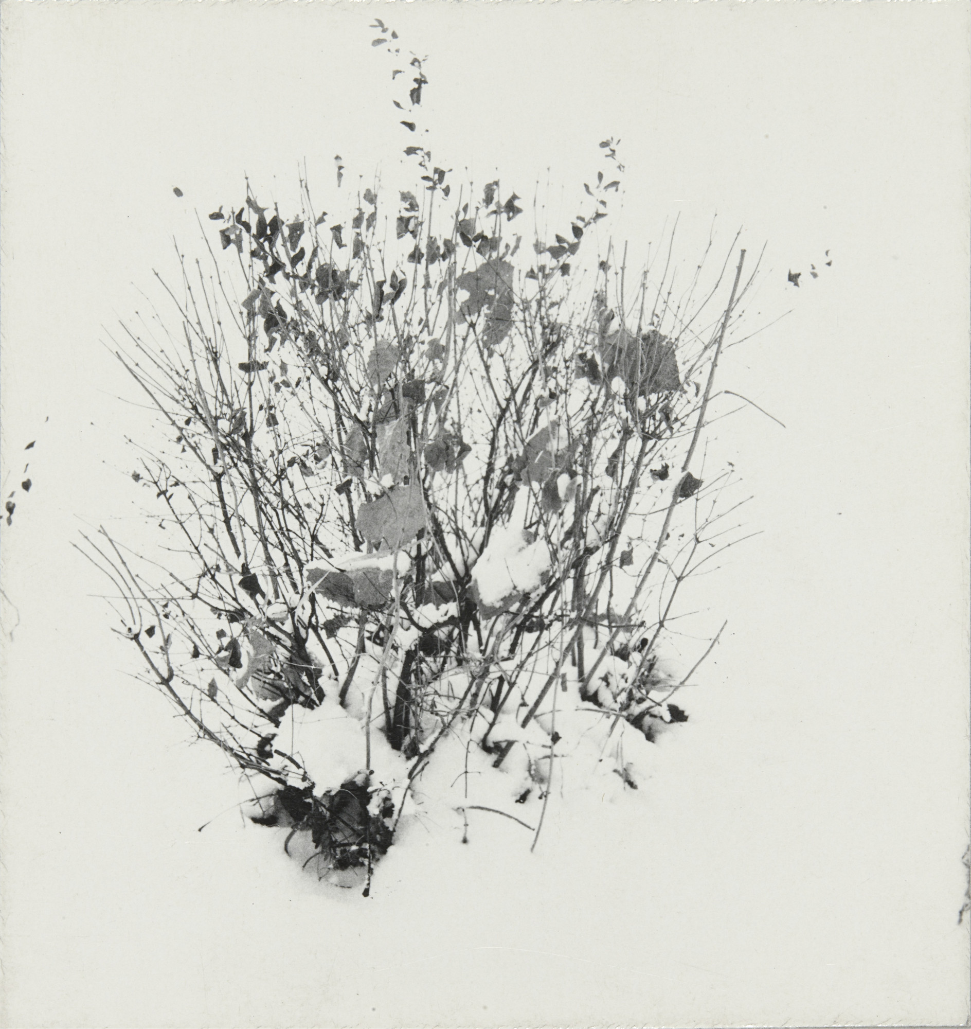 Harry Callahan. Weed Study