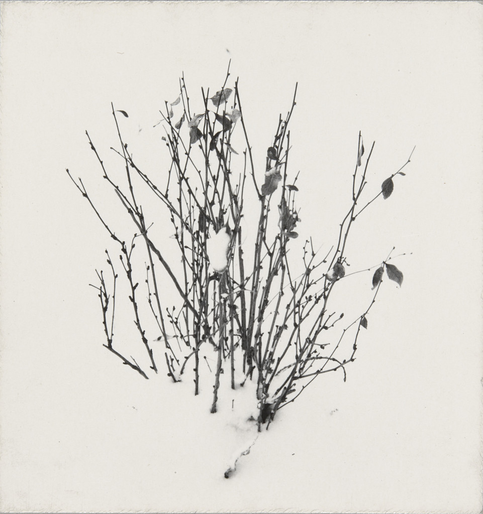 Weed Study