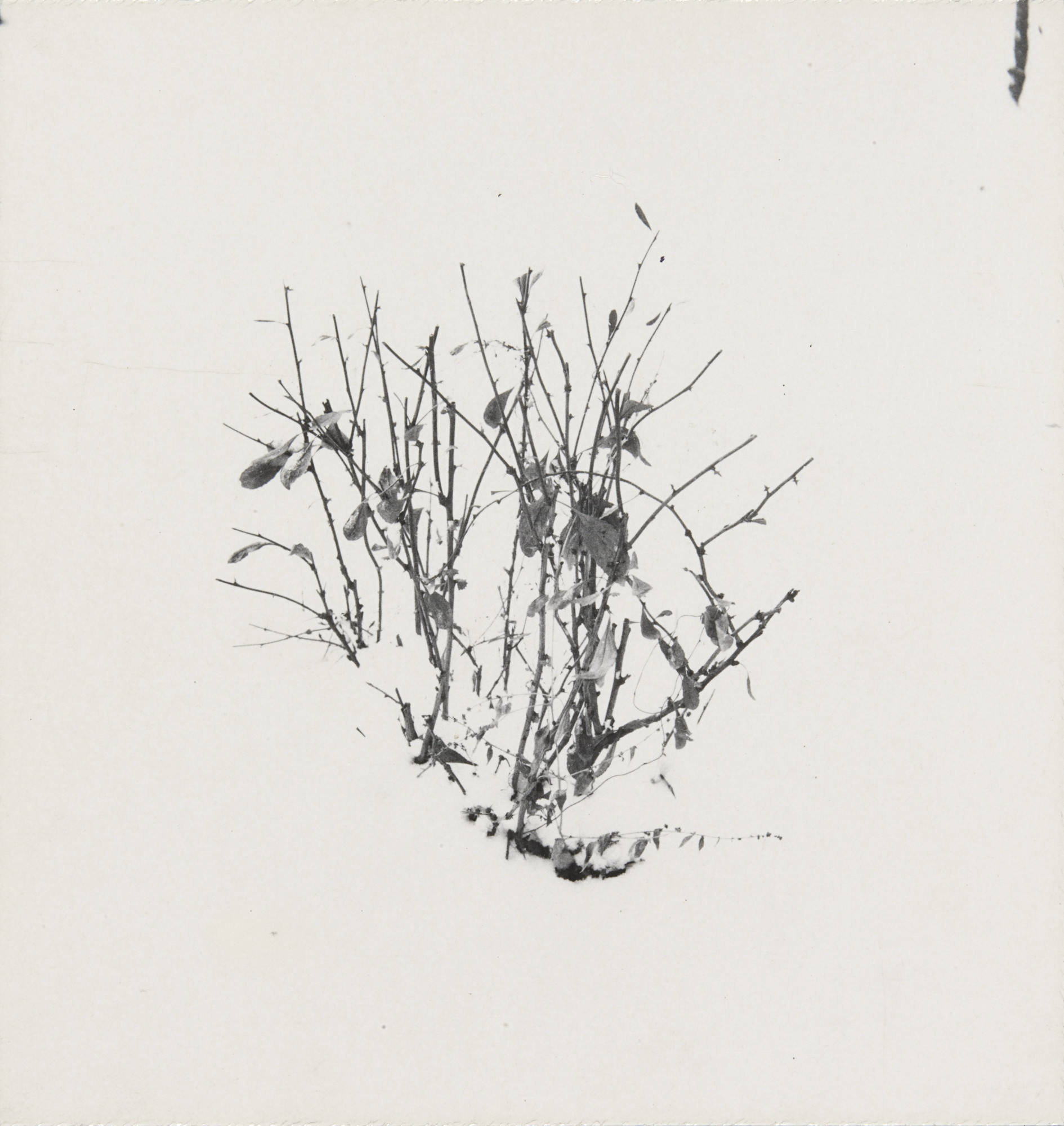 Harry Callahan. Weed Study