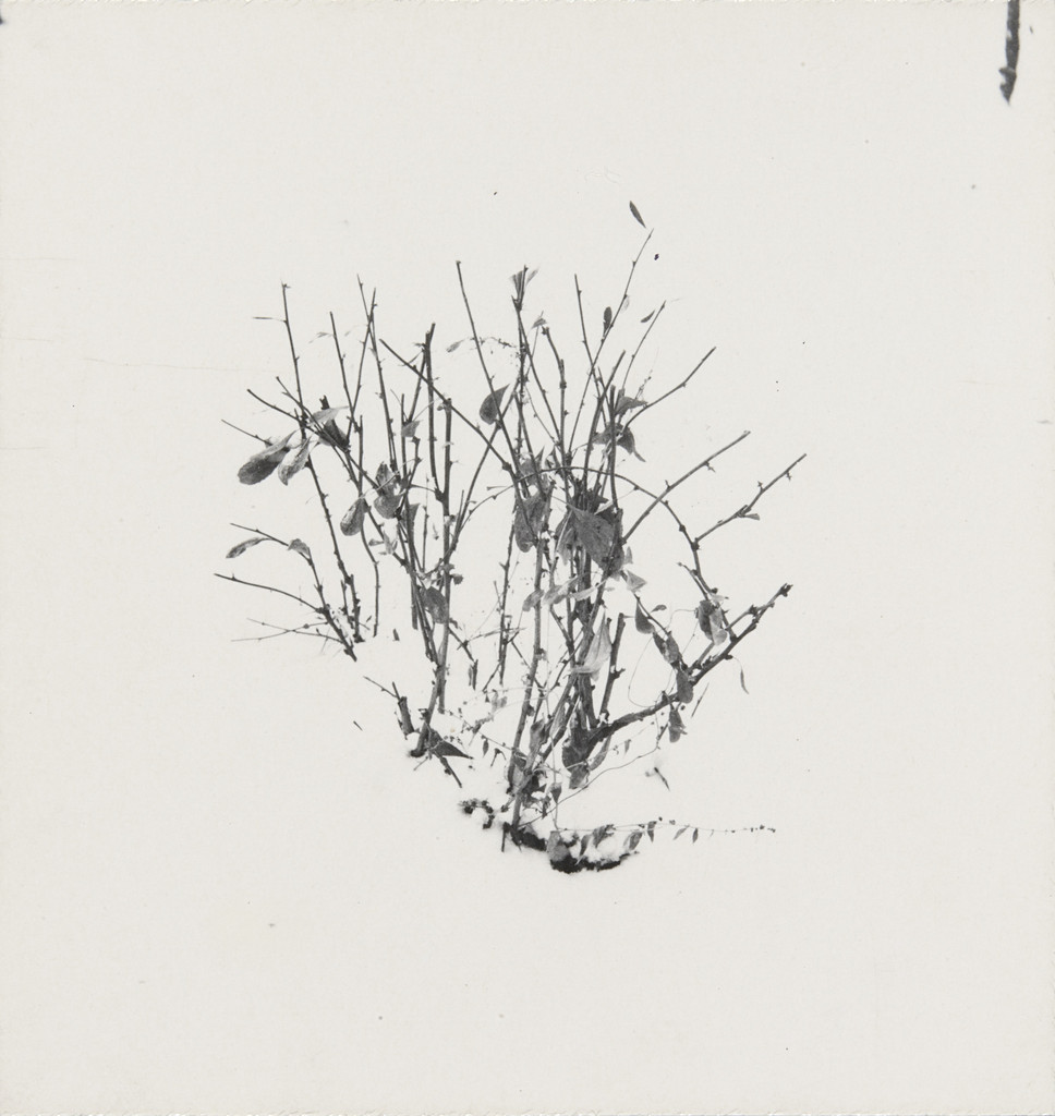 Weed Study, Harry Callahan, 1948