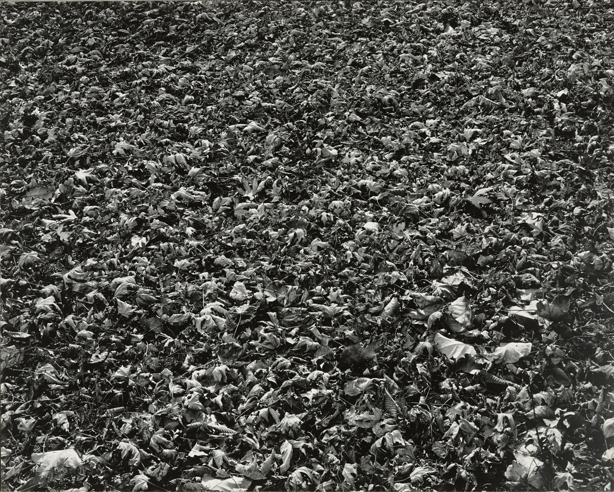 Harry Callahan. Chicago