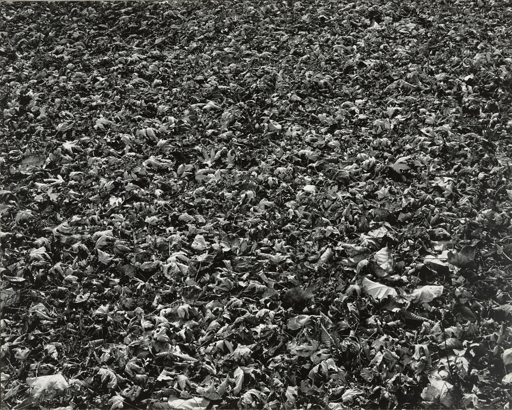 Chicago, Harry Callahan, 1950