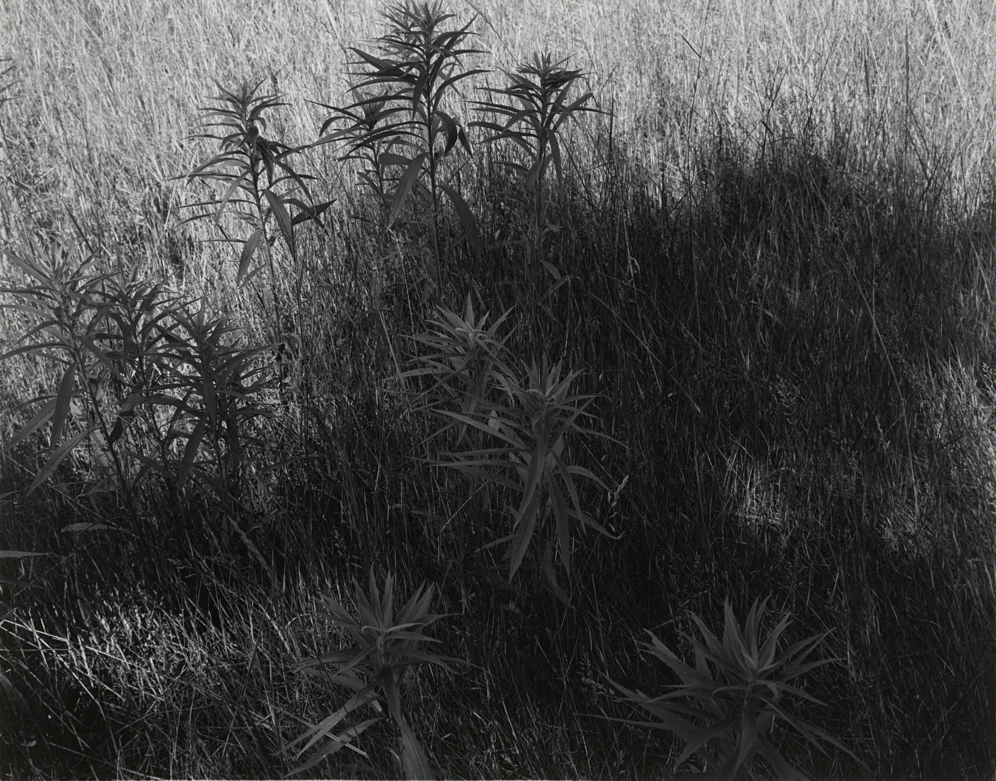 Harry Callahan. Untitled