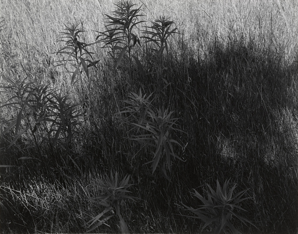 Untitled, Harry Callahan, c. 1952