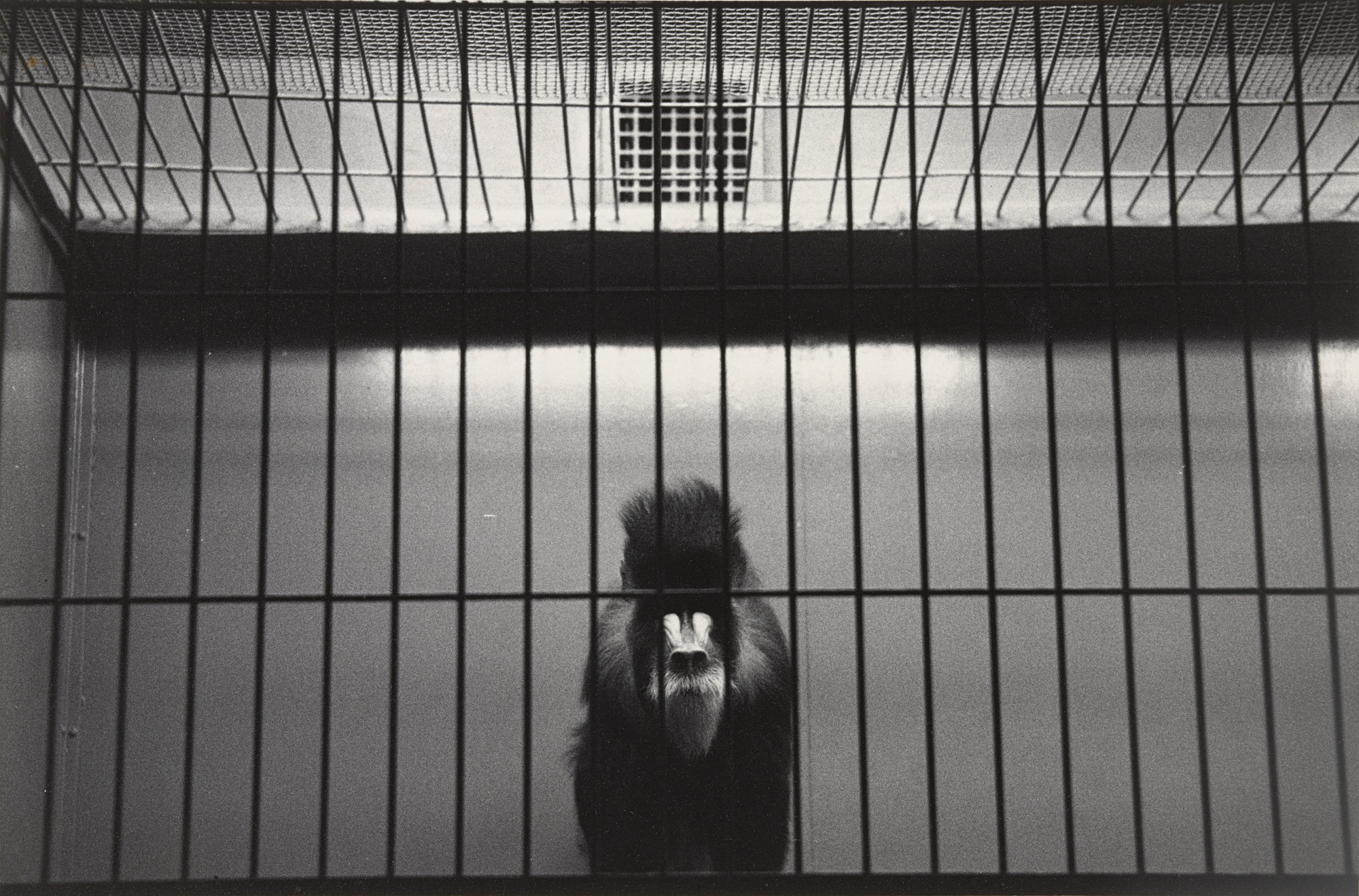Harry Callahan. Brookfield Zoo