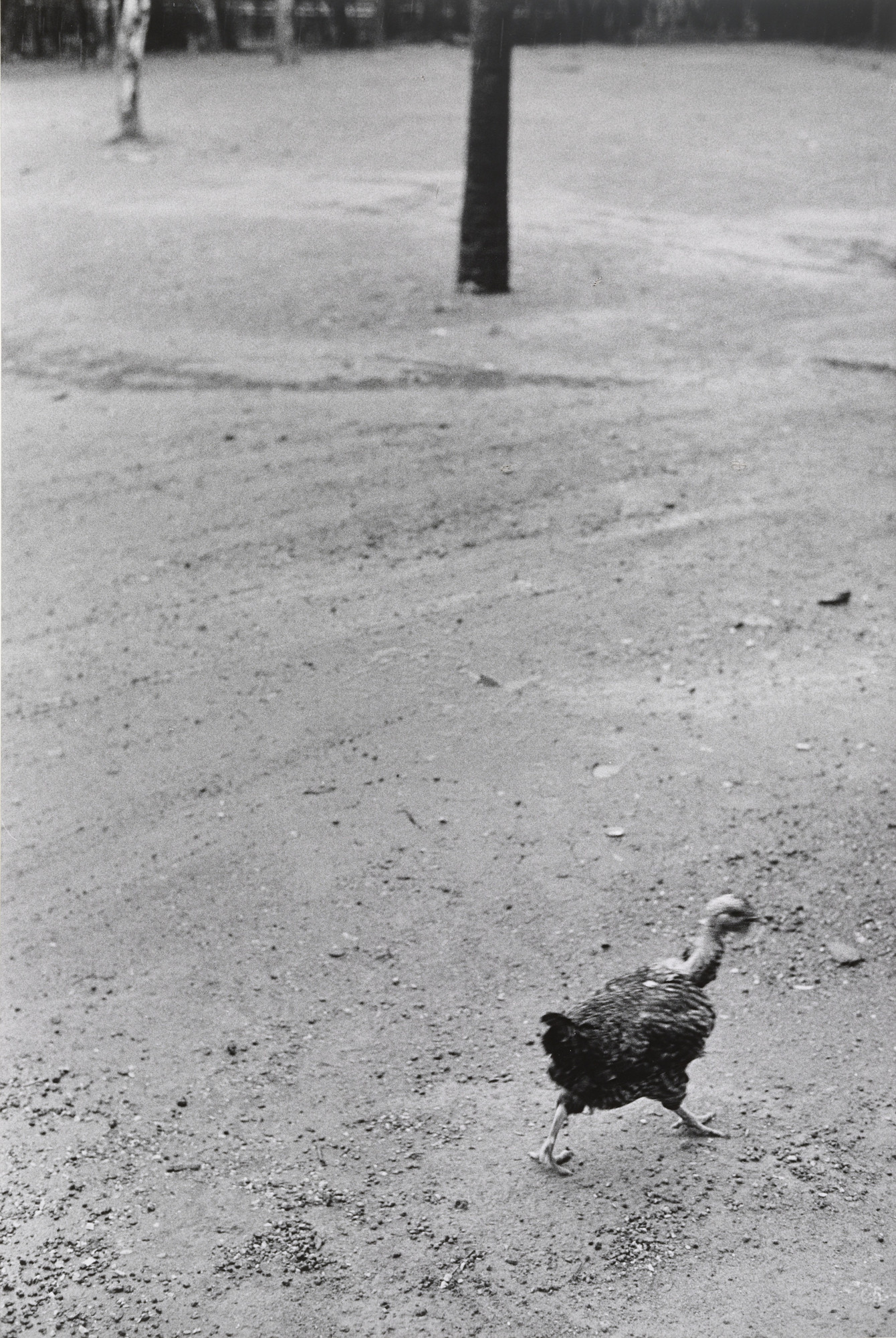 Elliott Erwitt. Brasília