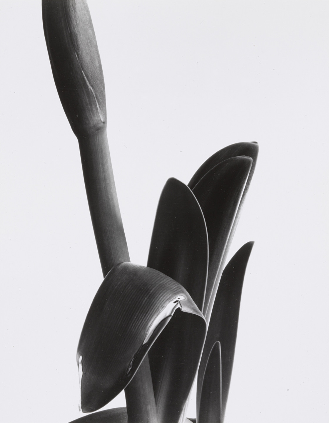 Imogen Cunningham. Amaryllis. 1933