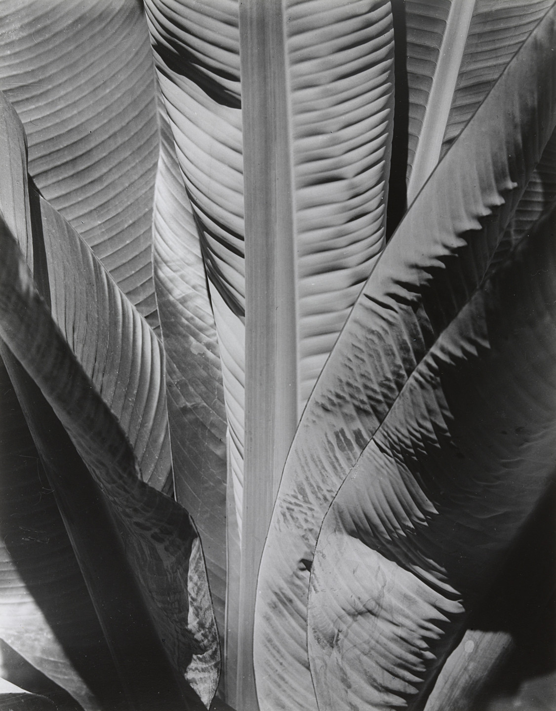 The image shows a black and white close-up of overlapping leaves with visible veins and textures. The leaves create various light and shadow patterns on their surfaces. This is an AI generated description. To give feedback, email ai@moma.org.