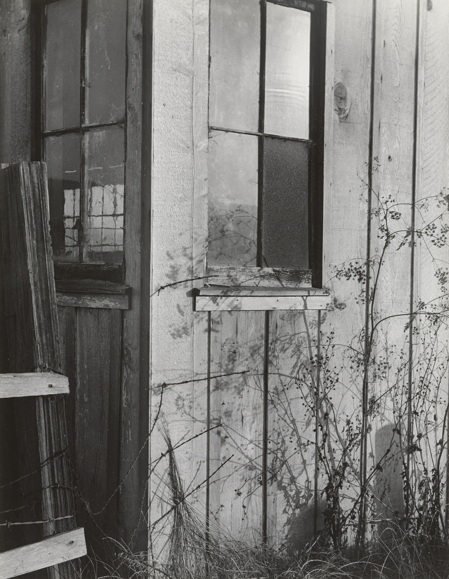 Imogen Cunningham. Effect at Sunset