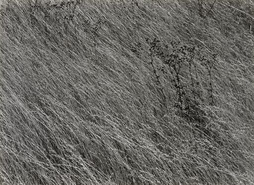 Untitled fra 1941 af Harry Callahan
