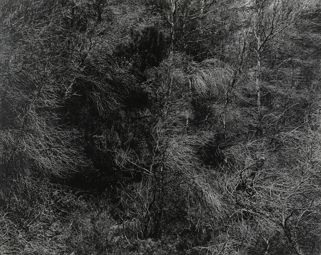 Trees, Aix-en-Provence