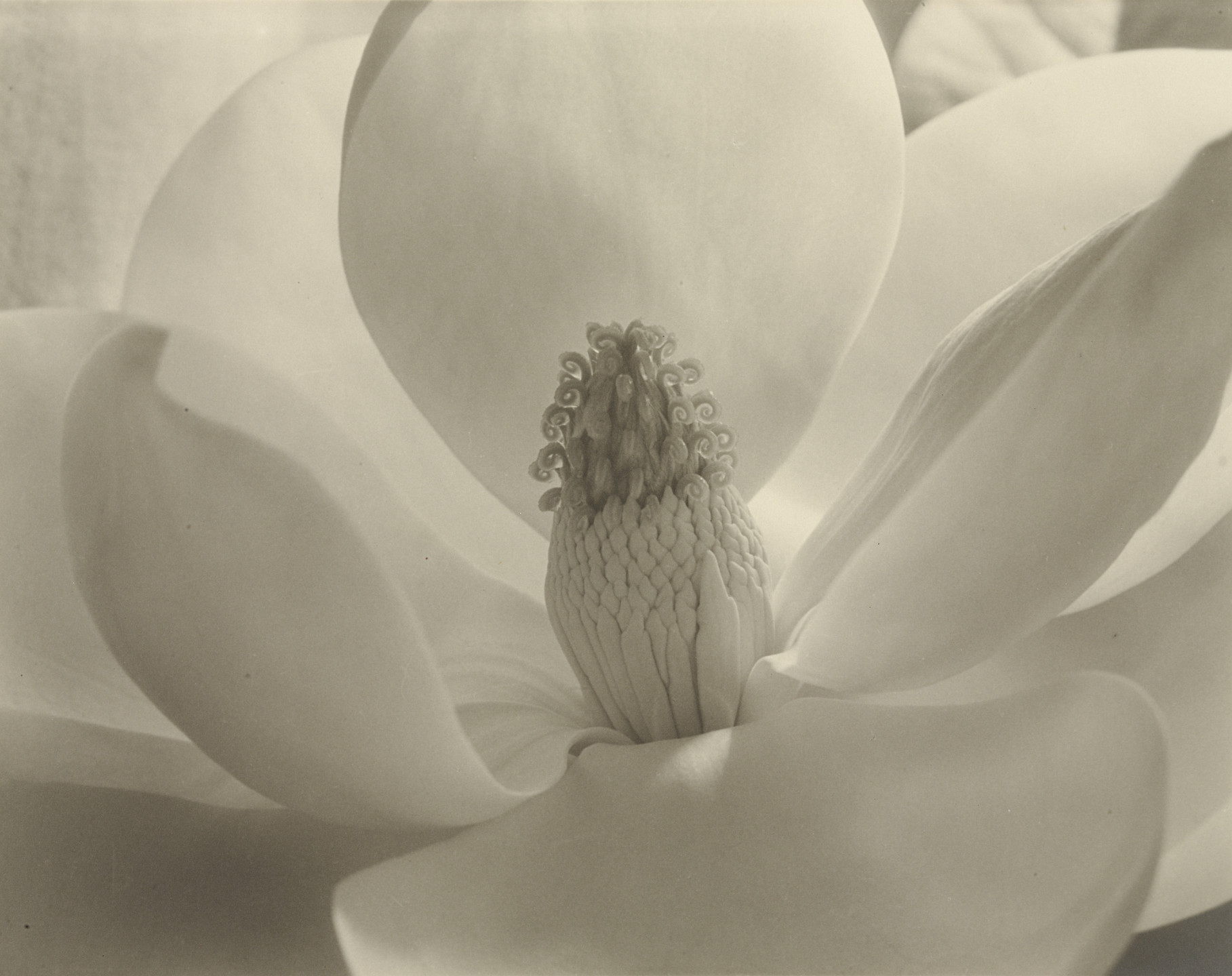 Imogen Cunningham. Magnolia Blossom. c. 1925