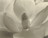 Imogen Cunningham. Magnolia Blossom. c. 1925