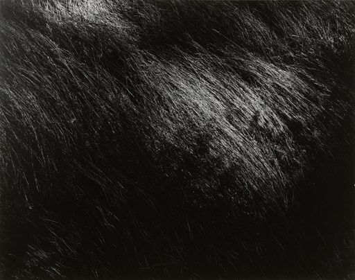 Untitled fra 1941 af Harry Callahan